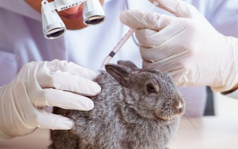 Two policy shifts towards animal testing in China’s cosmetic sector