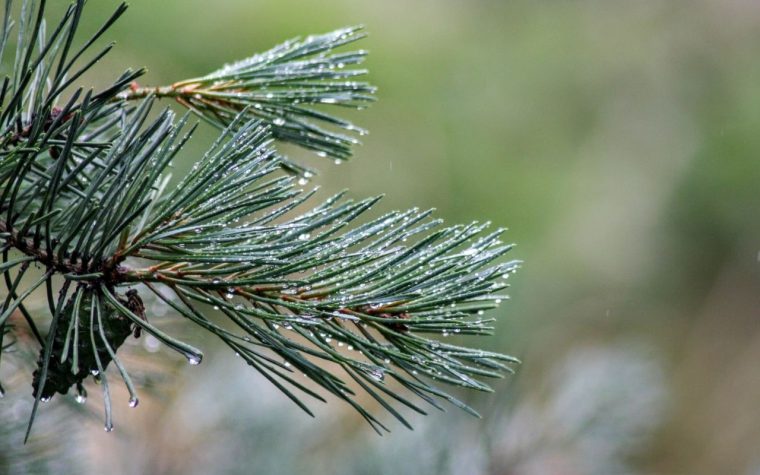 White pine used in new active ingredient