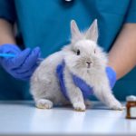 Europe takes action against animal testing