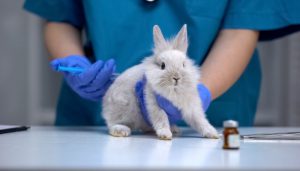 Rabbit being injected by nurse