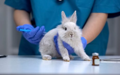 Europe takes action against animal testing
