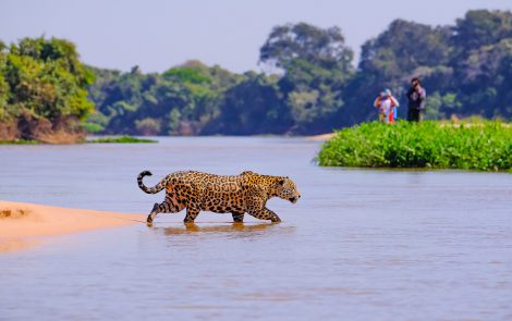 Pantanal as inspiration for cosmetic products
