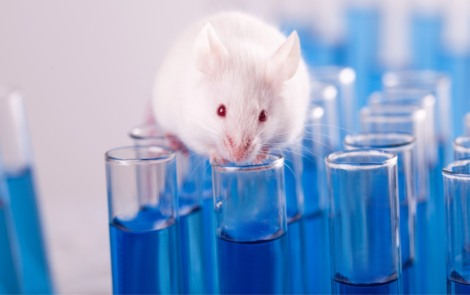 South Korea alternative animal testing methods