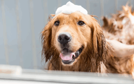 Cosméticos para PETS: mercado se consolida e projeta crescimento